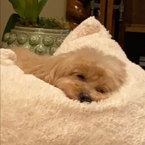 Meet your Posher, Suzanne